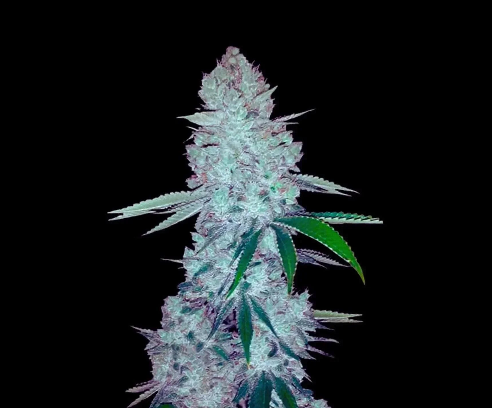 Gorilla Glue autoflower seeds high THC easy grow fast flowering cannabis EU