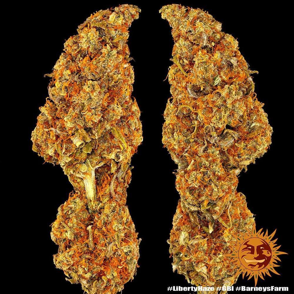 Liberty Haze cannabis seeds sativa high THC energizing strain EU