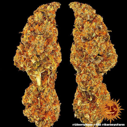 Liberty Haze cannabis seeds sativa high THC energizing strain EU