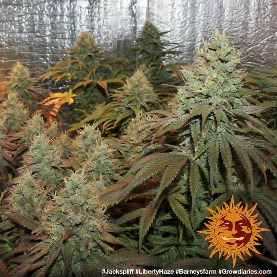 Liberty Haze strain cannabis seeds uplifting sativa genetics EU grow