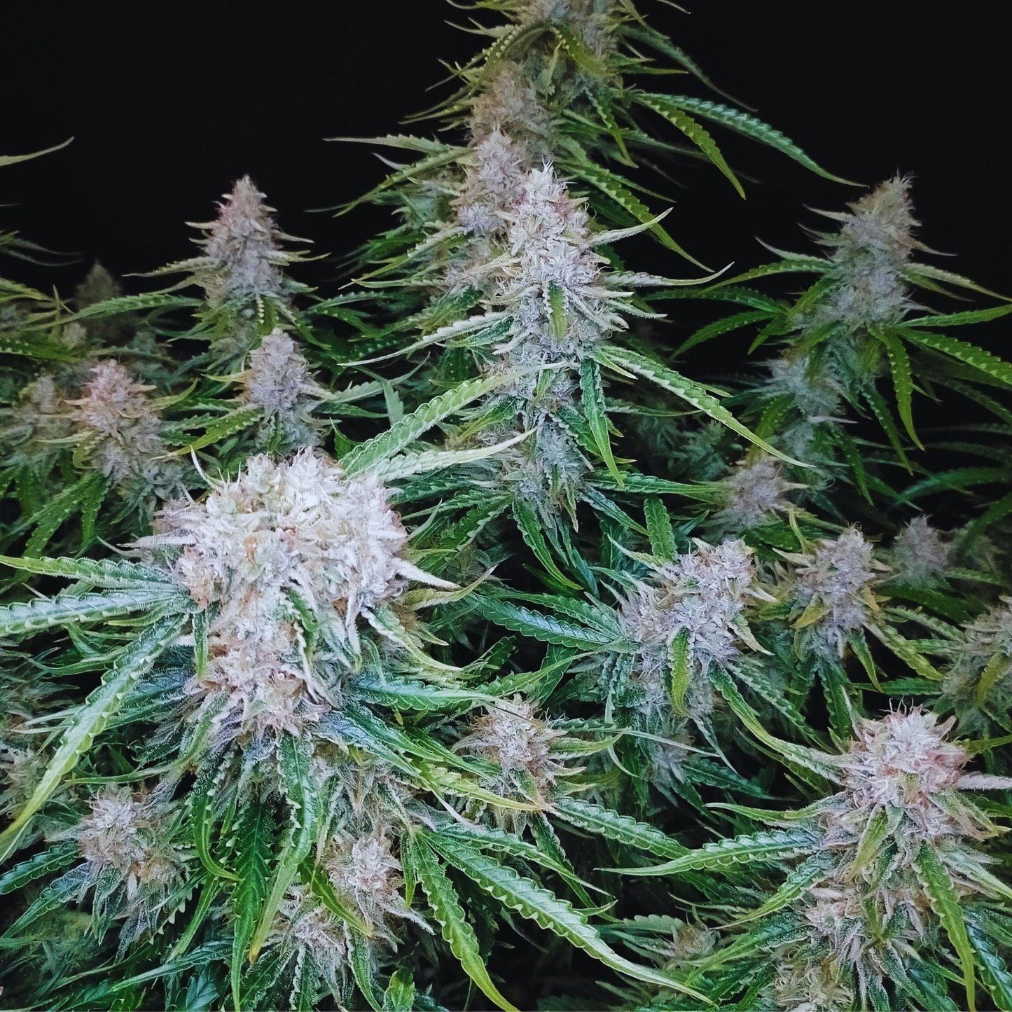 Northern Lights autoflower cannabis seeds indica easy grow high yield EU
