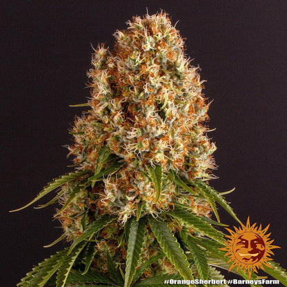 Orange Sherbet strain cannabis seeds sweet citrus indica genetics EU
