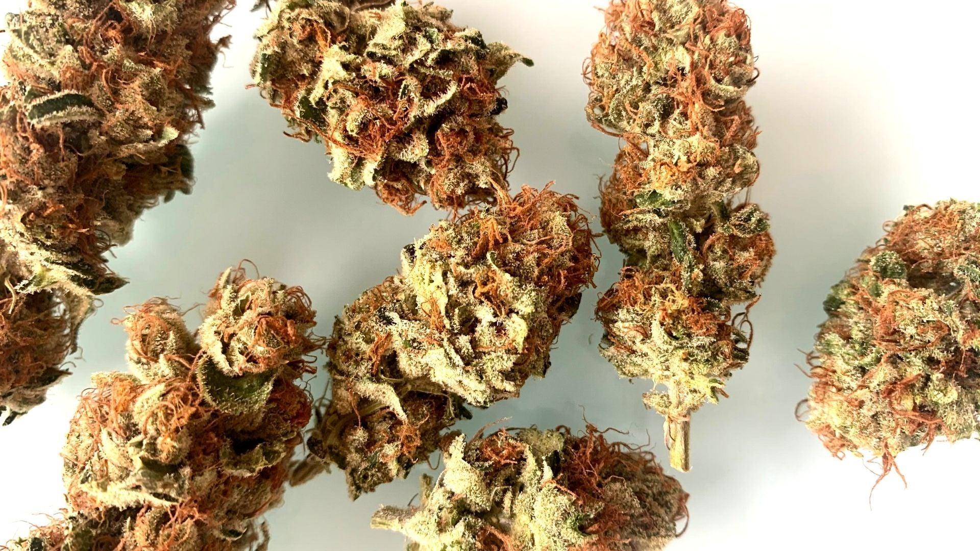 Orange Sherbet cannabis seeds indica citrus flavour high THC EU