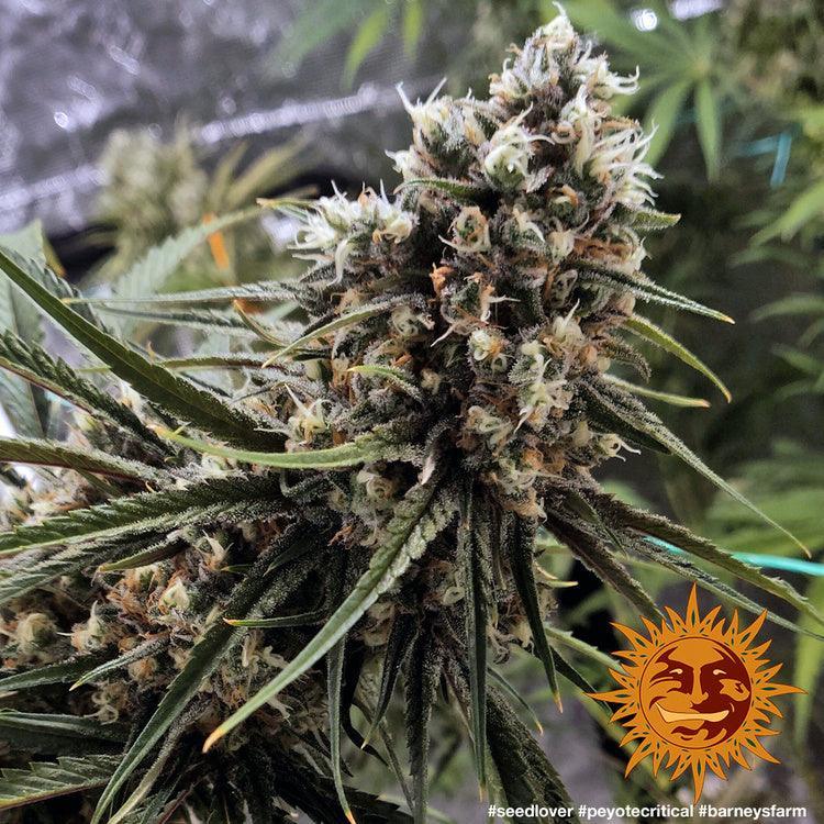 Peyote Critical cannabis seeds indica high THC strong relaxing effects EU