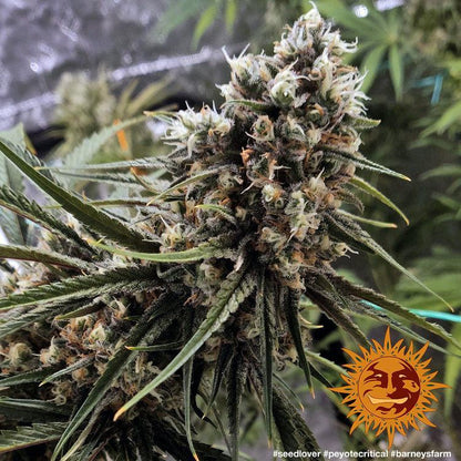 Peyote Critical cannabis seeds indica high THC strong relaxing effects EU