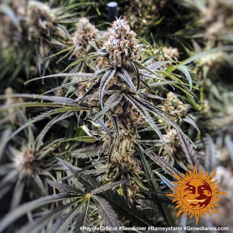 Peyote Critical strain cannabis seeds powerful indica genetics EU grow