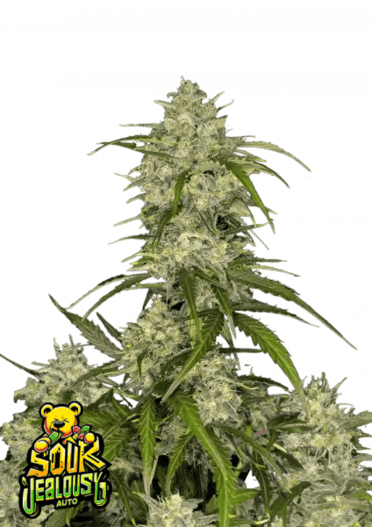 Sour Jealousy auto cannabis seeds strong aroma potent hybrid EU grow