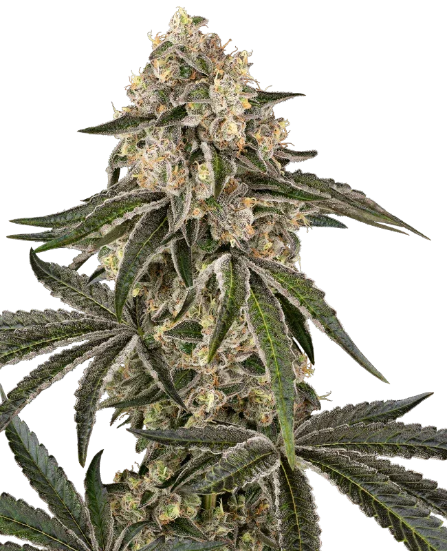 Sunset Peach feminized cannabis seeds hybrid fruity flavour EU grow