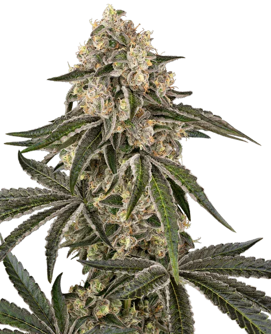 Sunset Peach feminized cannabis seeds hybrid fruity flavour EU grow