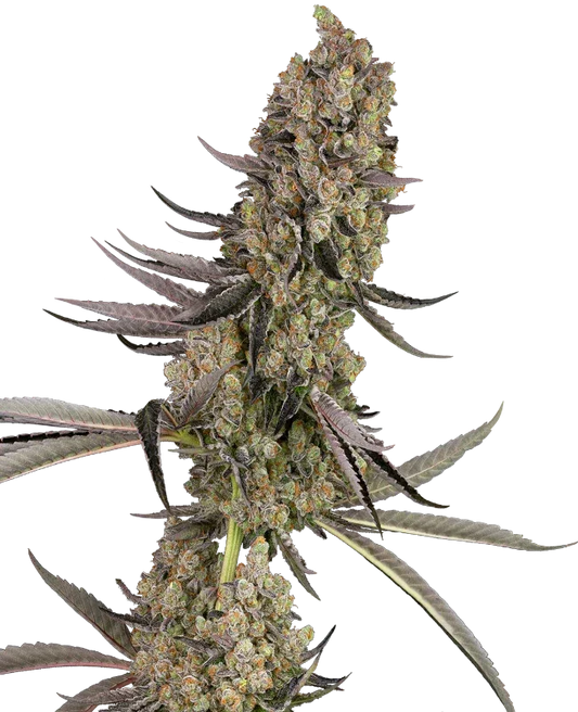 Vlad the Inhaler feminized cannabis seeds hybrid balanced effects EU