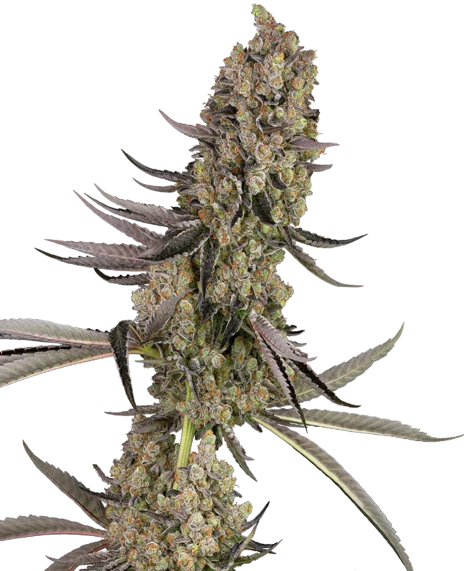 Sensi Seeds - Vlad the Inhaler Feminized | 3 Premium Seeds - 20% THC